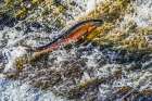 Colorful pink salmon jumping dam, Issaquah Creek, Washington State, Usa. Art Print